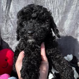 Passion - Black female Cavapoo puppy in Mount Vernon, Texas from S and J Cavapoos