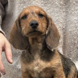 Dachshund Puppies from Passport Dachshunds