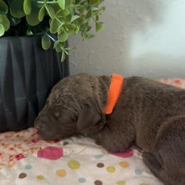 Orange - Dark brown male Chesapeake Bay Retriever puppy in Lewiston, Utah from Bellus Chesapeakes