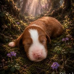 Happy (7 dwarfs theme) - Red  female Goldendoodle puppy in Ozark, Missouri from Halo Doodles