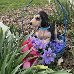 Domino male 1 - Blue and cream male Afghan Hound puppy in Carlisle, Pennsylvania from Winterberry Afghan Hounds