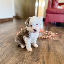 Blue - Blue merle male Aussiedoodle puppy in Plain City, Utah from Myers Desert Doodles