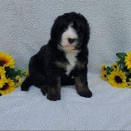 Kasey - Tri-color female Bernedoodle puppy in Ball Ground, Georgia from Foothills Family Doodles
