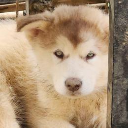 Lilly, green collar girl - Red and white female Alaskan Malamute puppy in Grayson County, Virginia from River Bend Malamutes