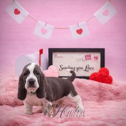Miles Quaritch - Blue and white male Basset Hound puppy in Surprise, Arizona from Howlin Hounds