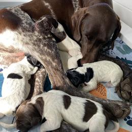 German Shorthaired Pointer Puppies from Thunder Mountain Gun Dogs