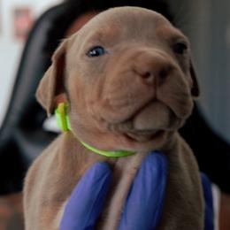 American Bully Puppies from EastSideMarky