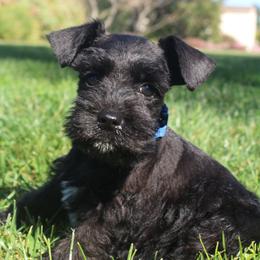 AKC Tokyo (Blue) - Black male Miniature Schnauzer puppy in Vista, California from Olympus Schnauzers