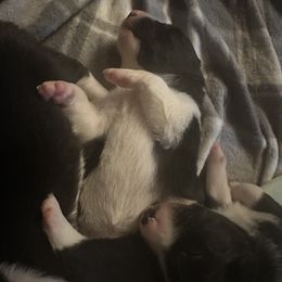 Border Collie All Grown Up from bordercollieludington