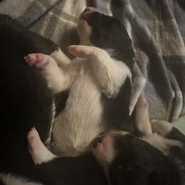 Border Collie All Grown Up from bordercollieludington