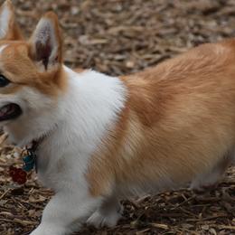 Pembroke Welsh Corgis from SunDrop Pembroke Welsh Corgi's