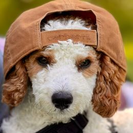 Hazie - Cavapoo