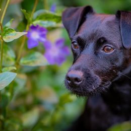 Rayven - Patterdale Terrier