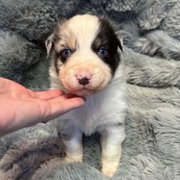 Australian Shepherd Puppies from Bullet & Whiskey’s Pups