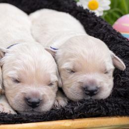Girl 6 - Light golden female Golden Retriever puppy in Angier, North Carolina from Howard's Retrievers
