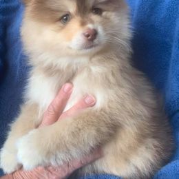 Pomsky Puppies from Icelandic Thunder