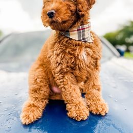 Bernedoodle, Goldendoodle, and Poodle Puppies from Florida Pumpkadoodles