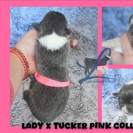 Pink Female - Blue female Pembroke Welsh Corgi puppy in Wayne City, Illinois from Lash Livestock & Corgis