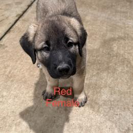 Red - Fawn female Anatolian Shepherd Dog puppy in Kemp, Texas from Lively Acres Anatolians