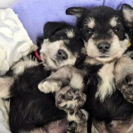 Miniature Schnauzer Puppies from Halo Schnauzer