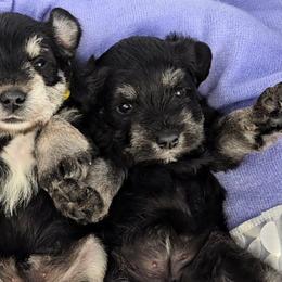 Miniature Schnauzer Puppies from Halo Schnauzer