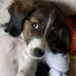 Dachshund Puppies from Bella’s Puppies