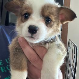 Carole - White and red female Pembroke Welsh Corgi puppy in Rochester, New York from Tnt Yorkies and Cosmic corgis