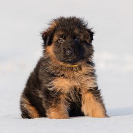 Australian Shepherds and German Shepherds from Coal Creek Shepherds