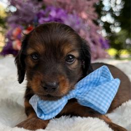 Teddy - shaded long hair - Sable male Dachshund puppy in Lakeland, Florida from Elite Doxies Florida