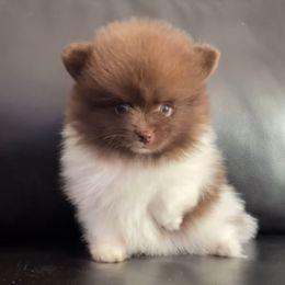 Pomeranian Puppies from Precious Paws by Jai