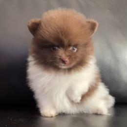 Pomeranian Puppies from Precious Paws by Jai