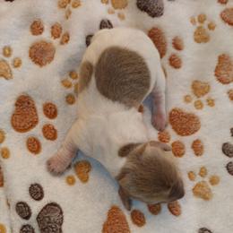 Lily - Dapple female Dachshund puppy in Marshall, Texas from Wilson's Kennels