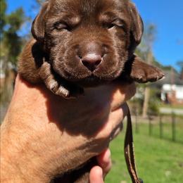 Male 2 - Chocolate male Labrador Retriever puppy in Andrews, South Carolina from Leyland Cypress Retrievers