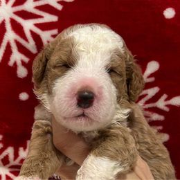 Boy 3 - Red Bernedoodle puppy in Macon County, North Carolina from Mountain Doodles