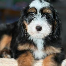 Steffani - Tri-color female Bernedoodle puppy in Yuciapa, California from AlltheDoodlez_
