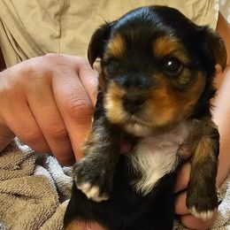 Yorkshire Terriers from Johnson’s Koi&MoreLLC