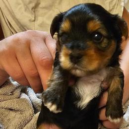 Yorkshire Terriers from Johnson’s Koi&MoreLLC