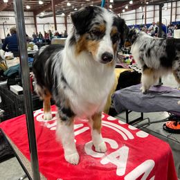 Australian Shepherd Puppies from Grand Ridge Australian Shepherds