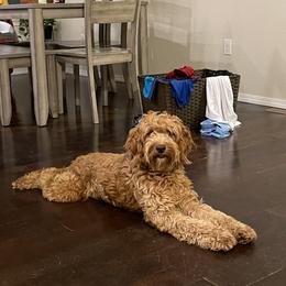 Cavapoos and Goldendoodles from As Good As Goldendoodles and more