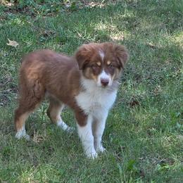 Shimmer - Red tri-color female Australian Shepherd puppy in Leavenworth, Kansas from Silverbrook Australian Shepherds