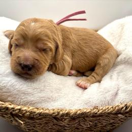 Dark Pink Girl - Red  female Goldendoodle puppy in Lewisville, Texas from Zink Doodles