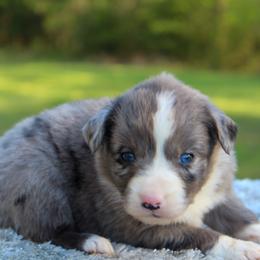 Skye - Blue merle female Miniature Australian Shepherd puppy in Bauxite, Arkansas from J and B Mini Aussies