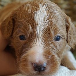Boy 1 - male Bernedoodle puppy in Caldwell, Idaho from Treasure Valley Poodles
