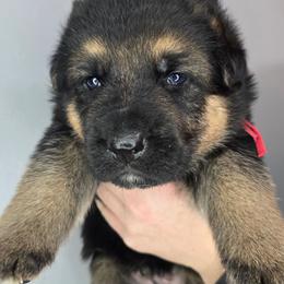 Red - Black and tan male German Shepherd puppy in Tony, Wisconsin from Muddy Acres German Shepherds