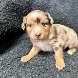 Nutmeg - Red merle female Miniature Australian Shepherd puppy in Medical Lake, Washington from MAS Gone Rogue