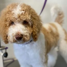 Jude - Poodle