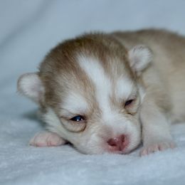 Mira - Red and white female Pomsky puppy in Clarkston, Utah from Red Rock Ranch Breeders
