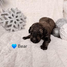 Bear - Sable male Poodle puppy in Osage Beach, Missouri from Pups Are Us