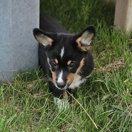 Gnocchi - Black and tan male Pembroke Welsh Corgi puppy in Rensselaer, Indiana from Sharand MAS and Pembroke Welsh Corgis