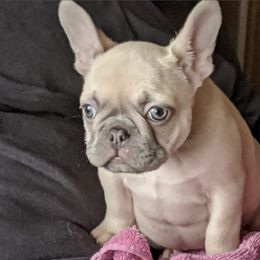 French Bulldog Puppies from Kelly Bulldogs